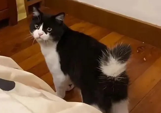 老爸强烈反对养猫，隔段时间后像换了个人