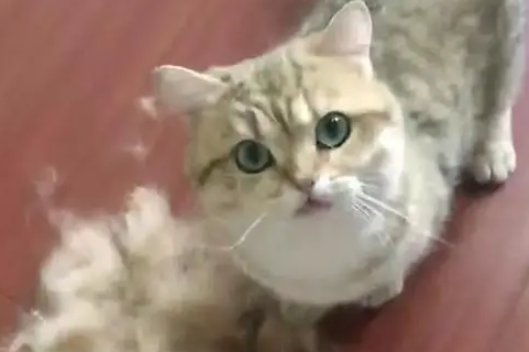 猫掉毛吃什么好