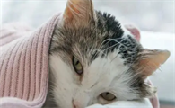 猫猫感冒的症状
