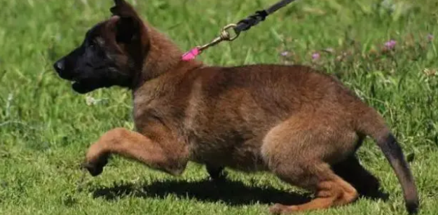 养宠科普:小马犬多久驱虫一次? 养宠科普:小马犬多久驱虫一次?