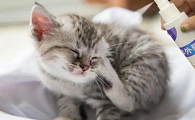 猫咪怎么做驱虫