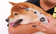 狗狗怎么量体温