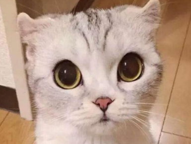 母猫生产时羊水泡能弄破吗?