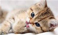 猫的眉毛上面毛掉了是咋回事啊