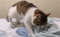 猫为什么踩奶