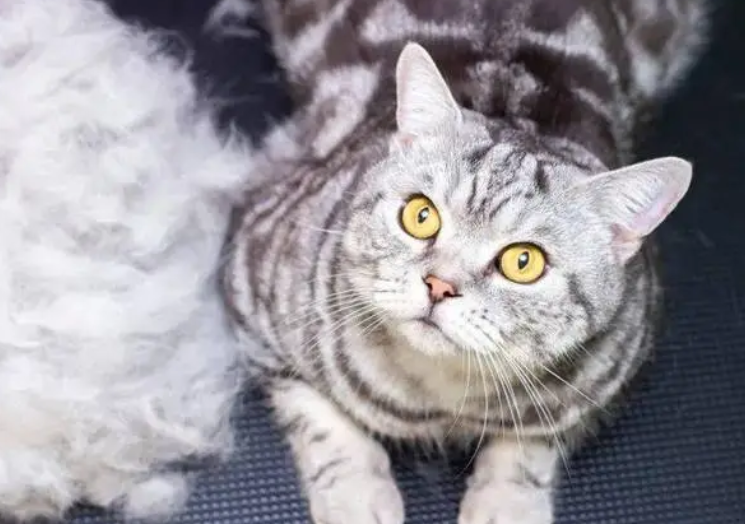 猫春天掉毛厉害正常吗