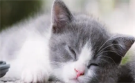 星期猫为什么活不过7天呢