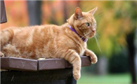 猫咪眼圈发红流眼泪怎么回事啊