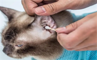猫咪得了耳螨严重吗