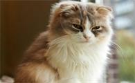 怎么才能让猫不到床上来,铲屎官一定要清楚