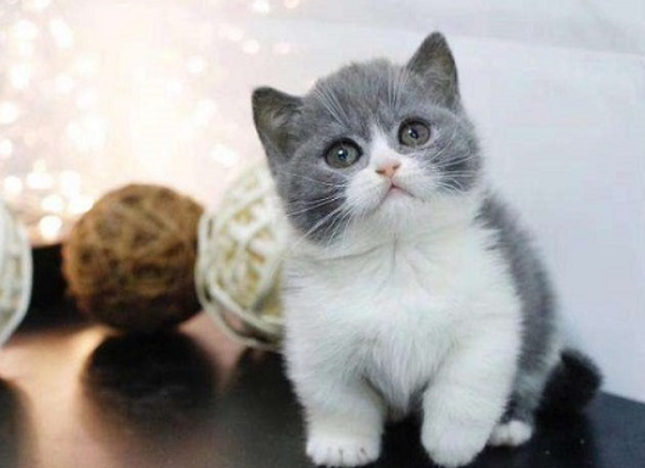 矮脚猫为什么那么贵？这篇文章给你答案