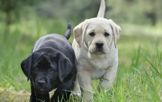 拉布拉多犬吃什么 拉布拉多犬吃什么