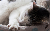 猫运动量过大的后果有哪些