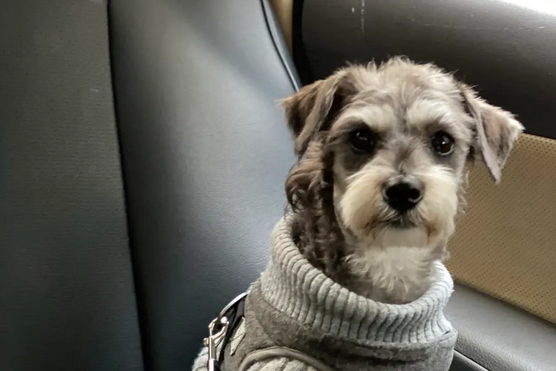 快来看看雪纳瑞的变色全过程吧!