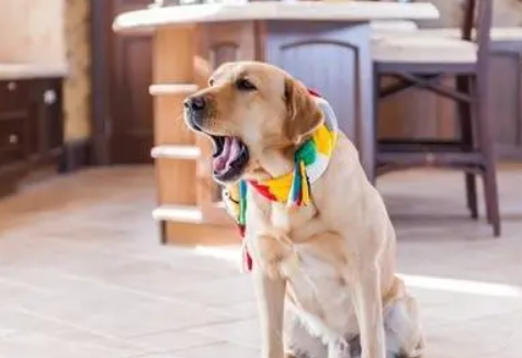 不知道神犬小七是什么狗?来瞧瞧~ 不知道神犬小七是什么狗?来瞧瞧~