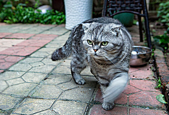 猫怀孕特征是什么样的