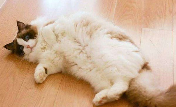 刚出生的小猫奄奄一息了怎么办才好呢? 刚出生的小猫奄奄一息了怎么办才好呢?
