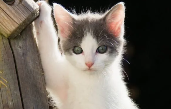 一个月左右的小猫可以喝牛奶吗