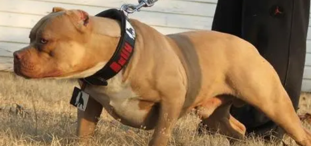 比特犬最怕什么犬?不清楚的来看看吧 比特犬最怕什么犬?不清楚的来看看吧