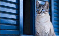猫是突然鼻子使劲出气