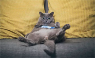 如何给猫咪体外驱虫