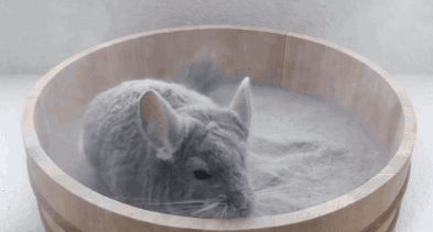 龙猫洗澡怎么洗？主人来了解下