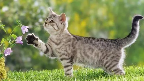 猫咪肠炎的症状及治疗 猫咪肠炎的症状及治疗