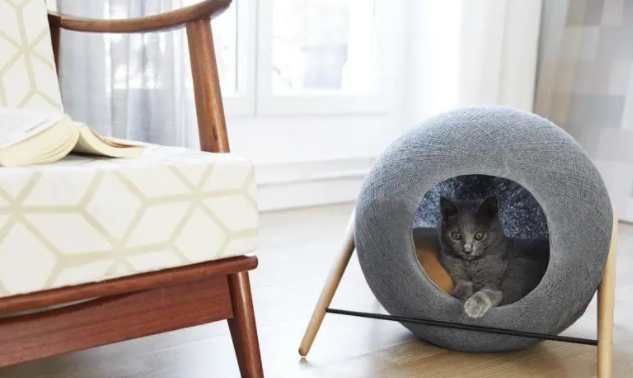 怎么给猫窝消毒 怎么给猫窝消毒
