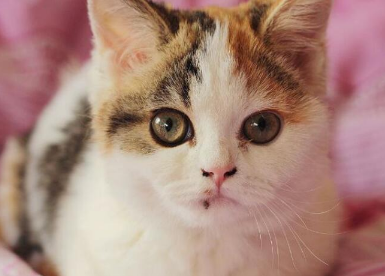 猫得了猫藓多久能好 猫得了猫藓多久能好