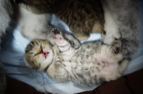 新生小猫不吃奶老叫唤什么病呢