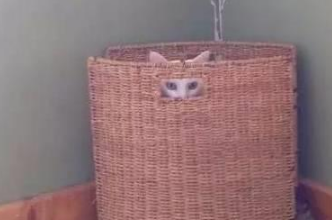 你家喵钻过的最小空间是什么？看看网友家的猫都奇葩到什么地步