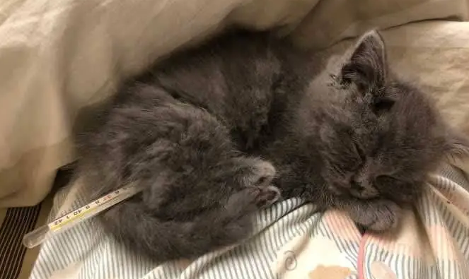 猫咪正常体温
