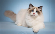 打了猫三联猫还会得疱疹病毒吗