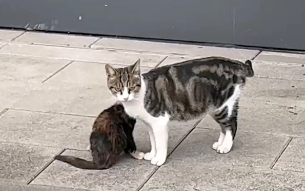小猫因意外双腿瘫痪,猫妈妈不离不弃,有妈妈在它就不是流浪猫 小猫因意外双腿瘫痪,猫妈妈不离不弃,有妈妈在它就不是流浪猫