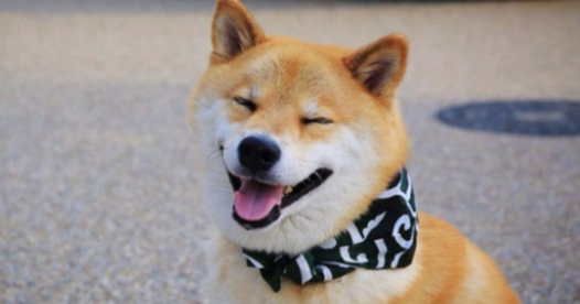 柴犬是中华田园犬的一种吗？答案是“NO”！