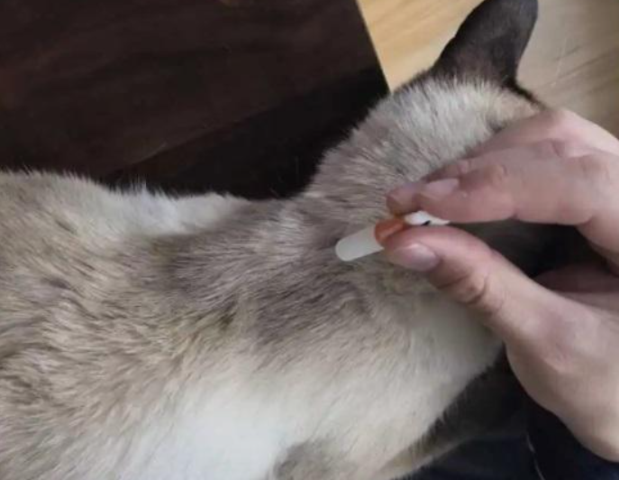 小猫多大可以体外驱虫了 小猫多大可以体外驱虫了