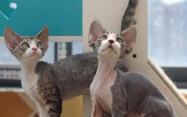 德文卷毛猫为啥这么贵