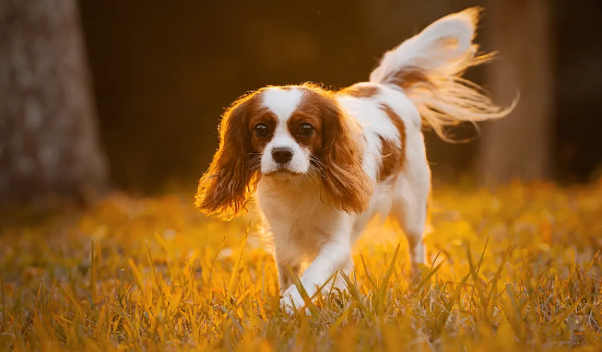 查理王小猎犬多少钱一只