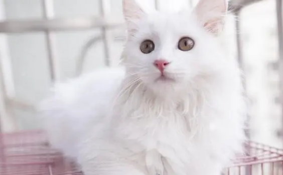 猫几个月开始驱虫比较好 猫几个月开始驱虫比较好