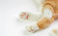 猫前腿有凸起的小肉粒带硬毛怎么办