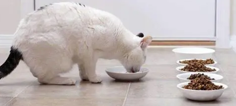 猫换粮拉稀呕吐会自愈吗 猫换粮拉稀呕吐会自愈吗