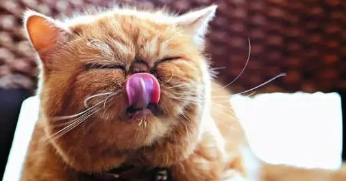 注意:猫咪吃零食会成瘾的!零食不能猫想吃就喂 注意:猫咪吃零食会成瘾的!零食不能猫想吃就喂