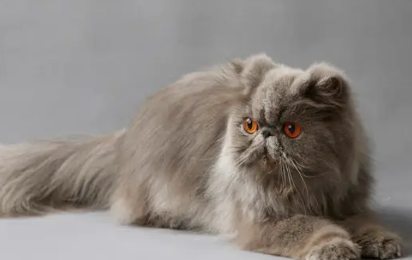科普文:波斯猫品种介绍 科普文:波斯猫品种介绍