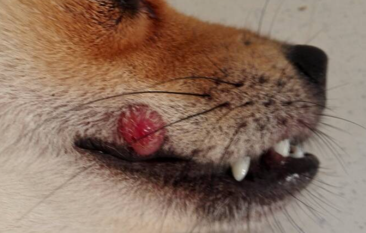 狗狗嘴上长菜花瘤图片图片