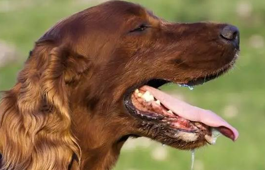 狗狗吞咽口水喉咙有声音怎么回事”