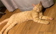 猫的三联预防哪些病症