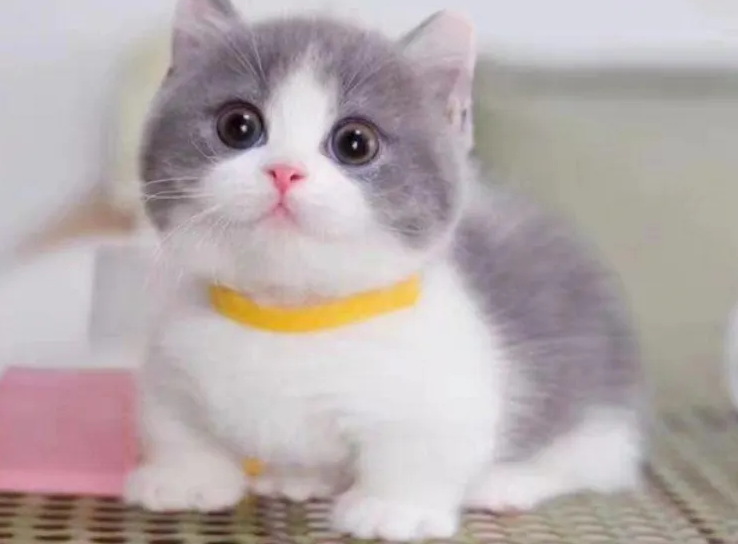 不养短脚猫的4个原因get一下! 不养短脚猫的4个原因get一下!