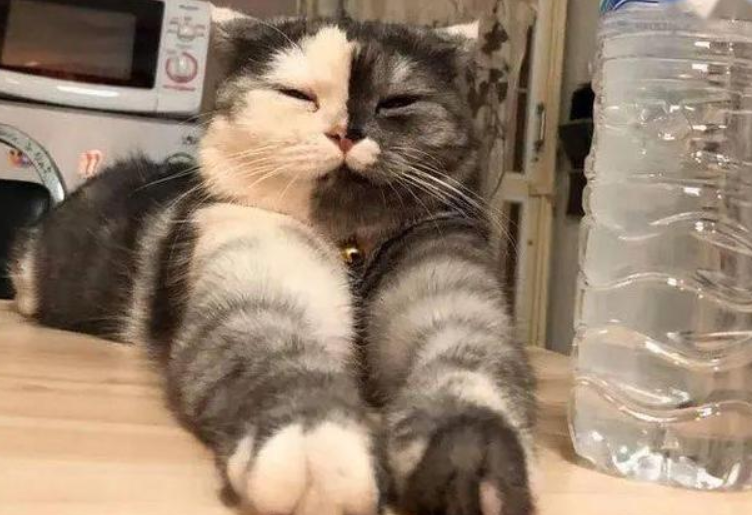 女子养了只猫咪,随后竟发现它有两副面孔 女子养了只猫咪,随后竟发现它有两副面孔