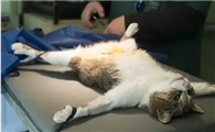 猫咪绝育手术前的准备