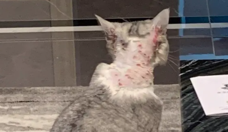 猫咪脖子上有结痂的东西是什么 猫咪脖子上有结痂的东西是什么